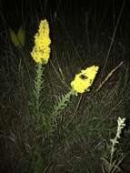 Image of showy goldenrod