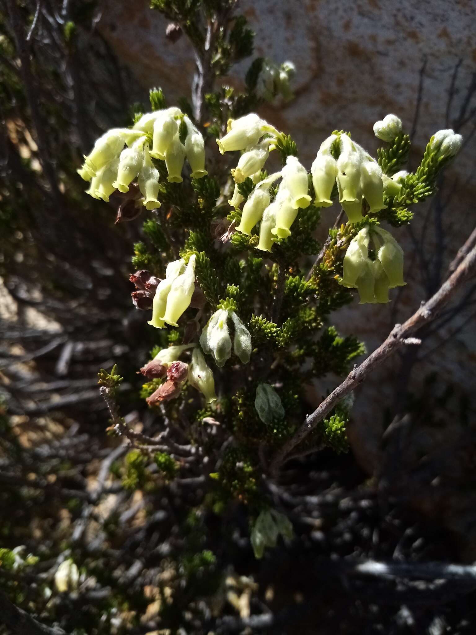 صورة Erica flocciflora Benth.