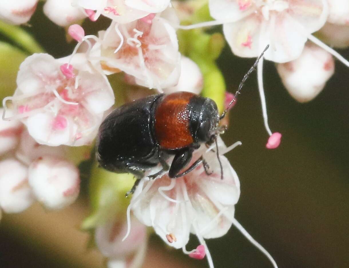 Image of Pachybrachis hybridus Suffrian 1852