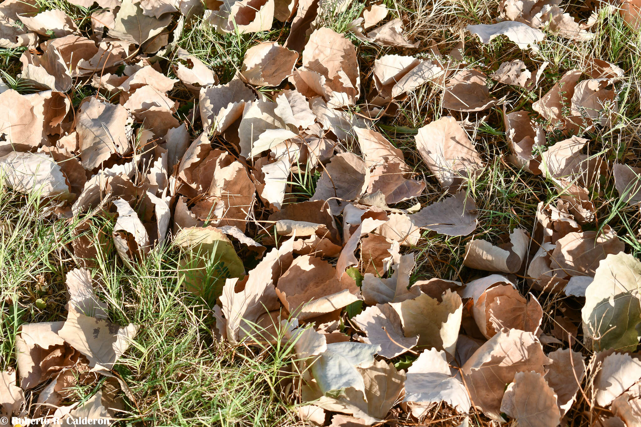 صورة Populus deltoides subsp. deltoides