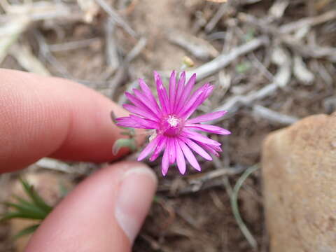 Imagem de Drosanthemum gracillimum L. Bol.