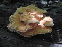 Image of Bracket Fungus