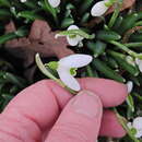 Image of Galanthus valentinei Beck