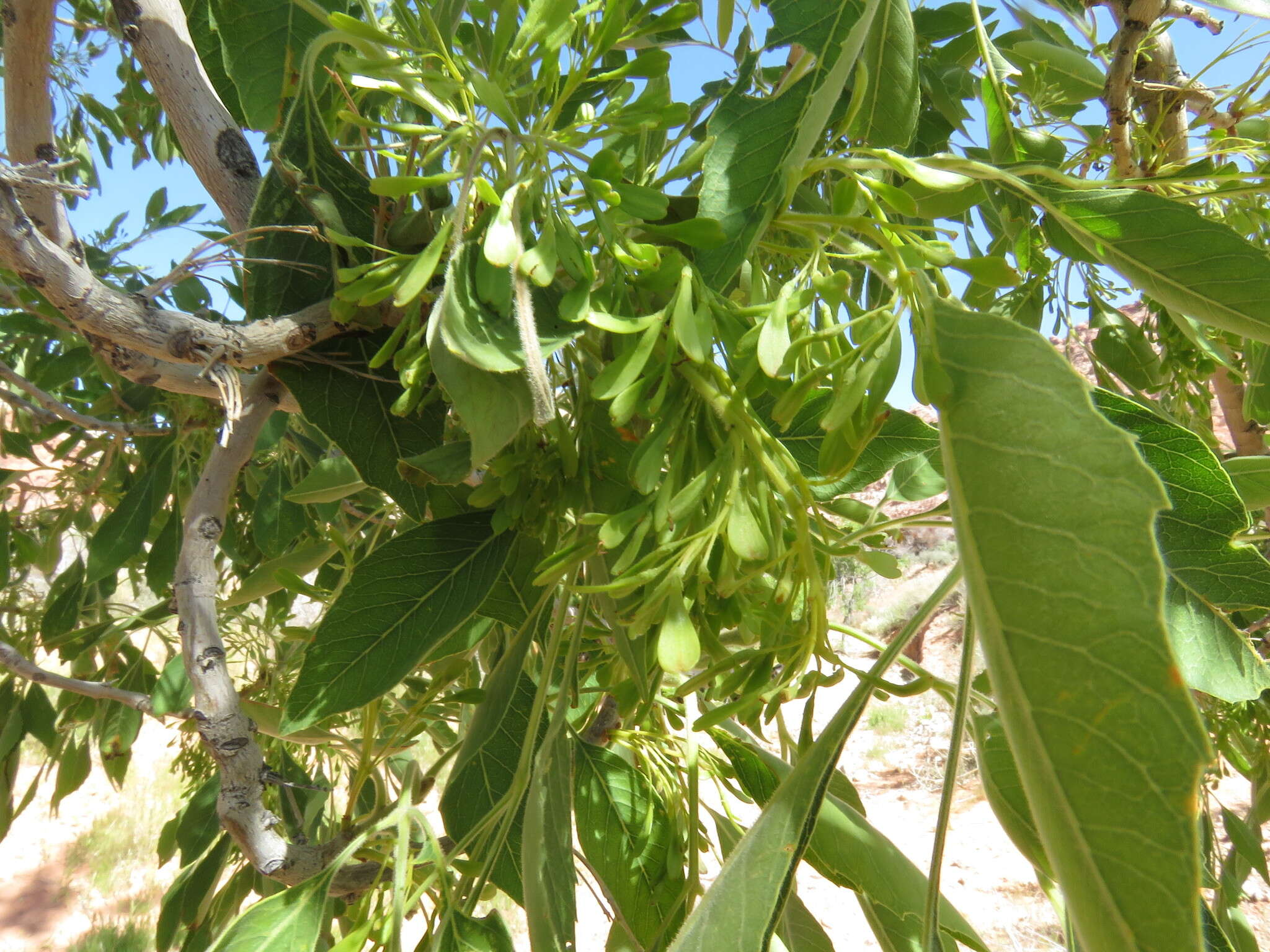 Imagem de Fraxinus velutina Torr.