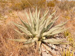 Image of rough century plant