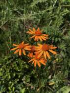 Jacobaea abrotanifolia subsp. tiroliensis (Dalla Torre) B. Nord. & Greuter resmi