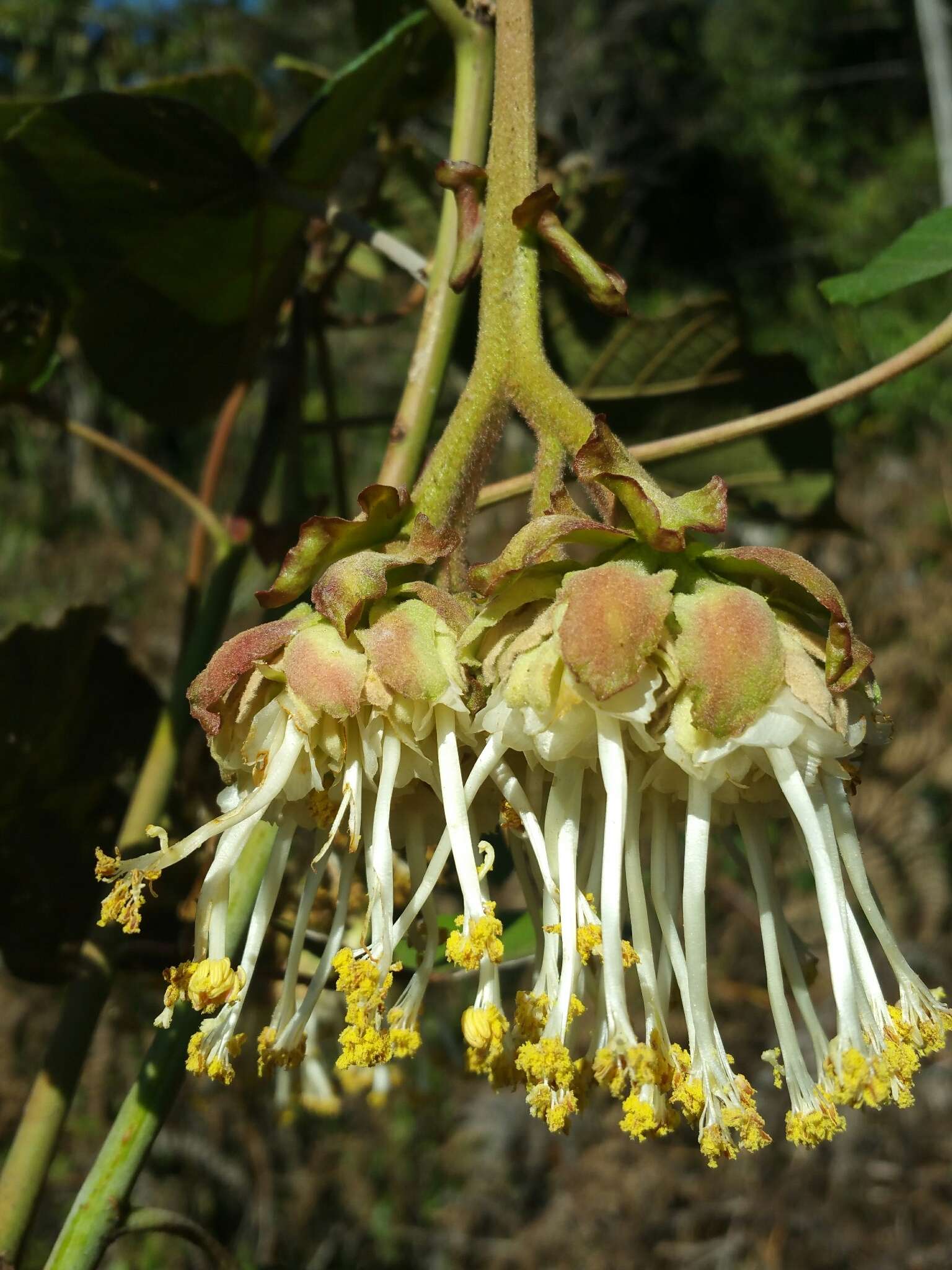 Dombeya cannabina Hilsenb. & Boj. ex Hook. resmi