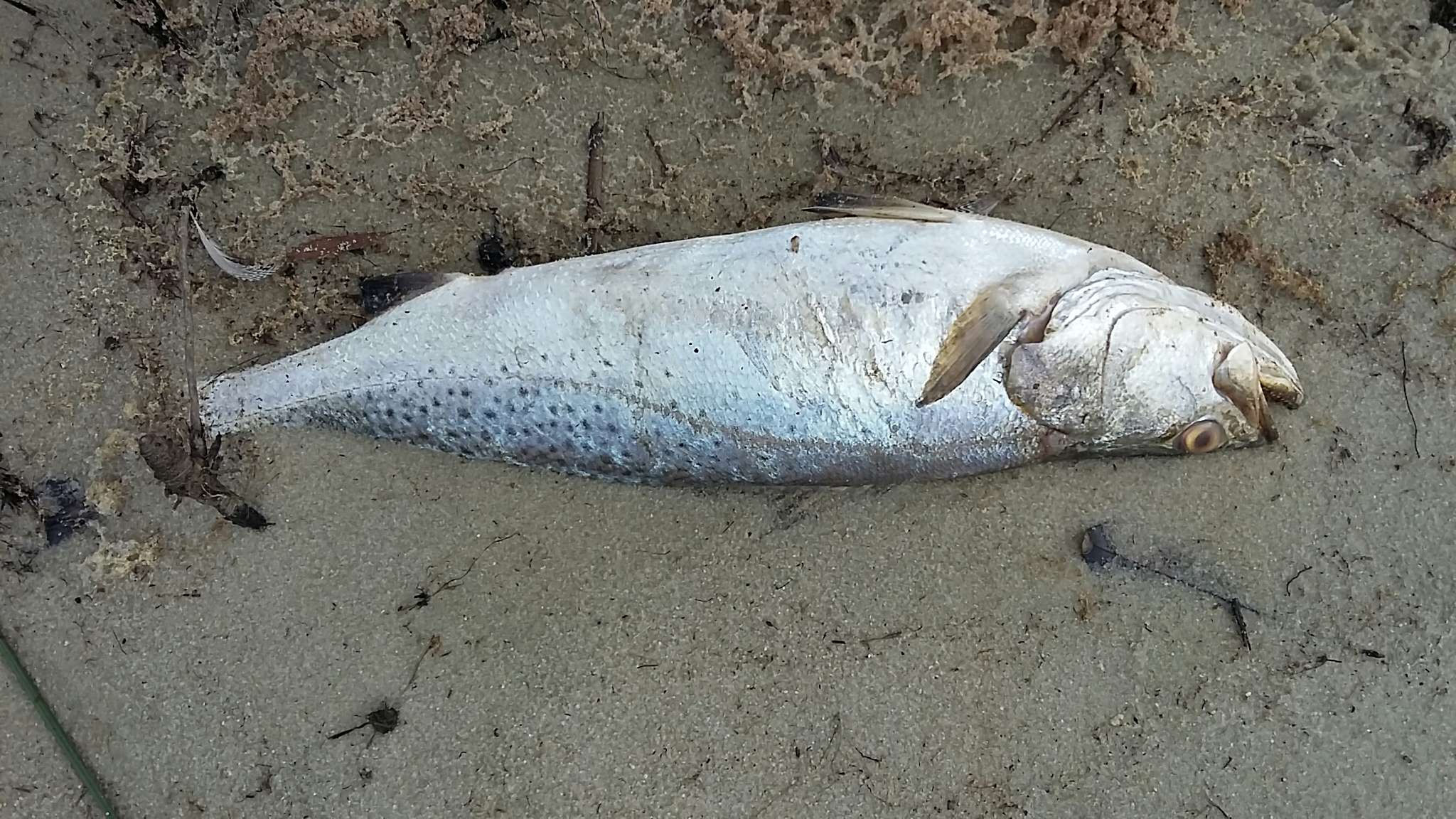 雲紋犬牙石首魚的圖片