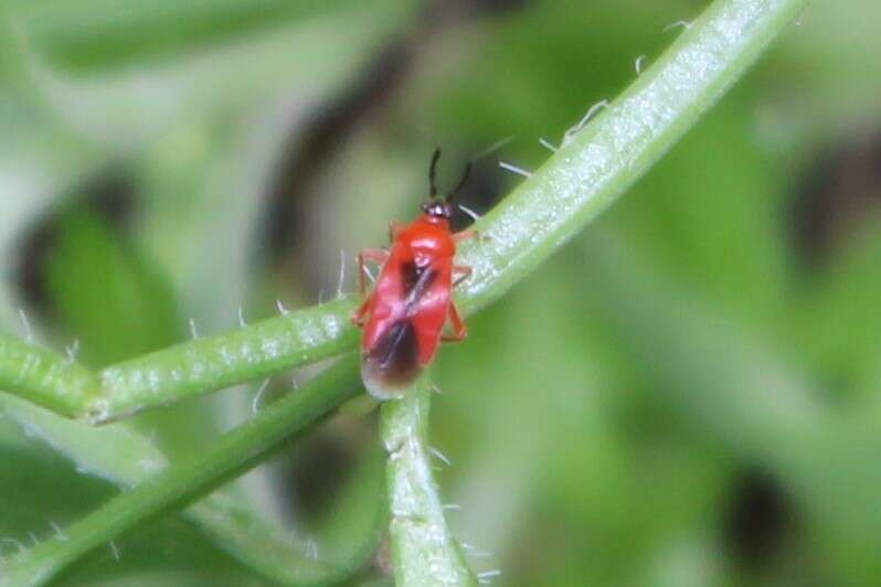 Pachymerocerus erythronotus (Berg 1883)的圖片