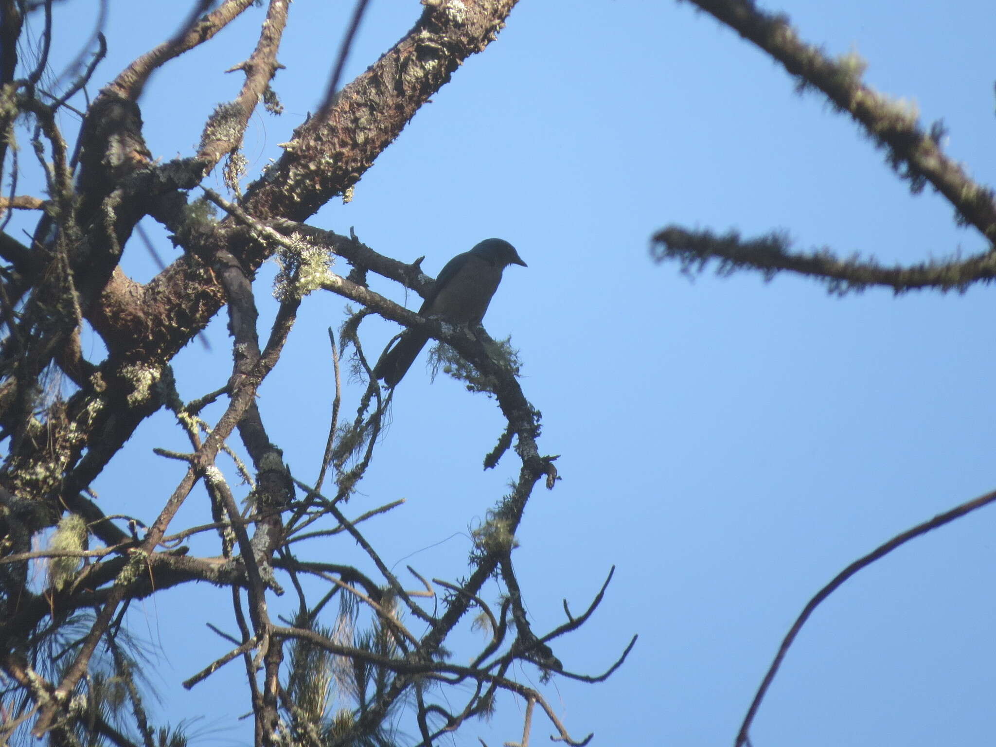 Image of Transvolcanic Jay