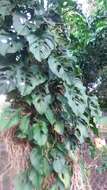 Monstera adansonii subsp. laniata (Schott) Mayo & I. M. Andrade resmi