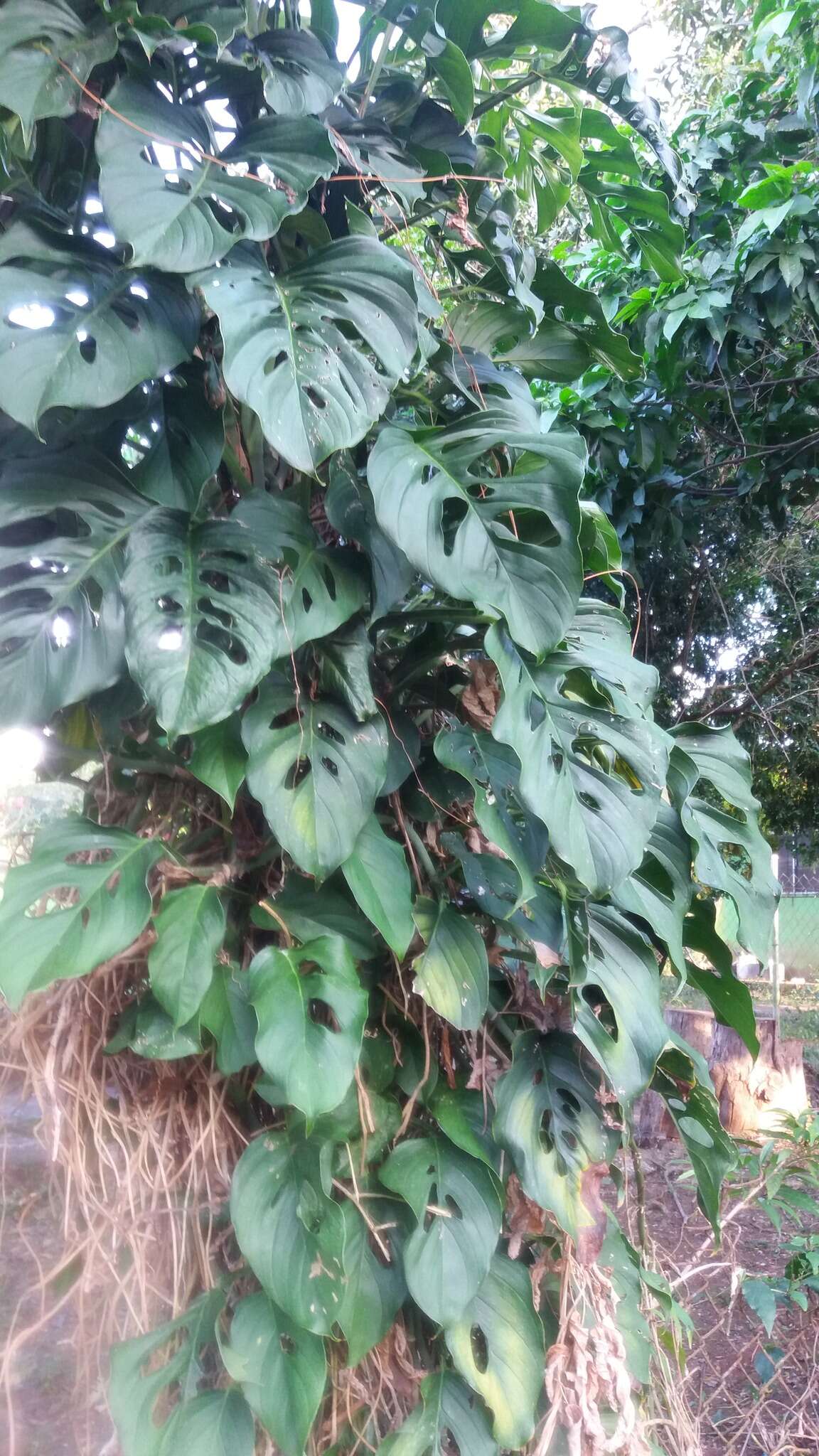 Monstera adansonii subsp. laniata (Schott) Mayo & I. M. Andrade resmi