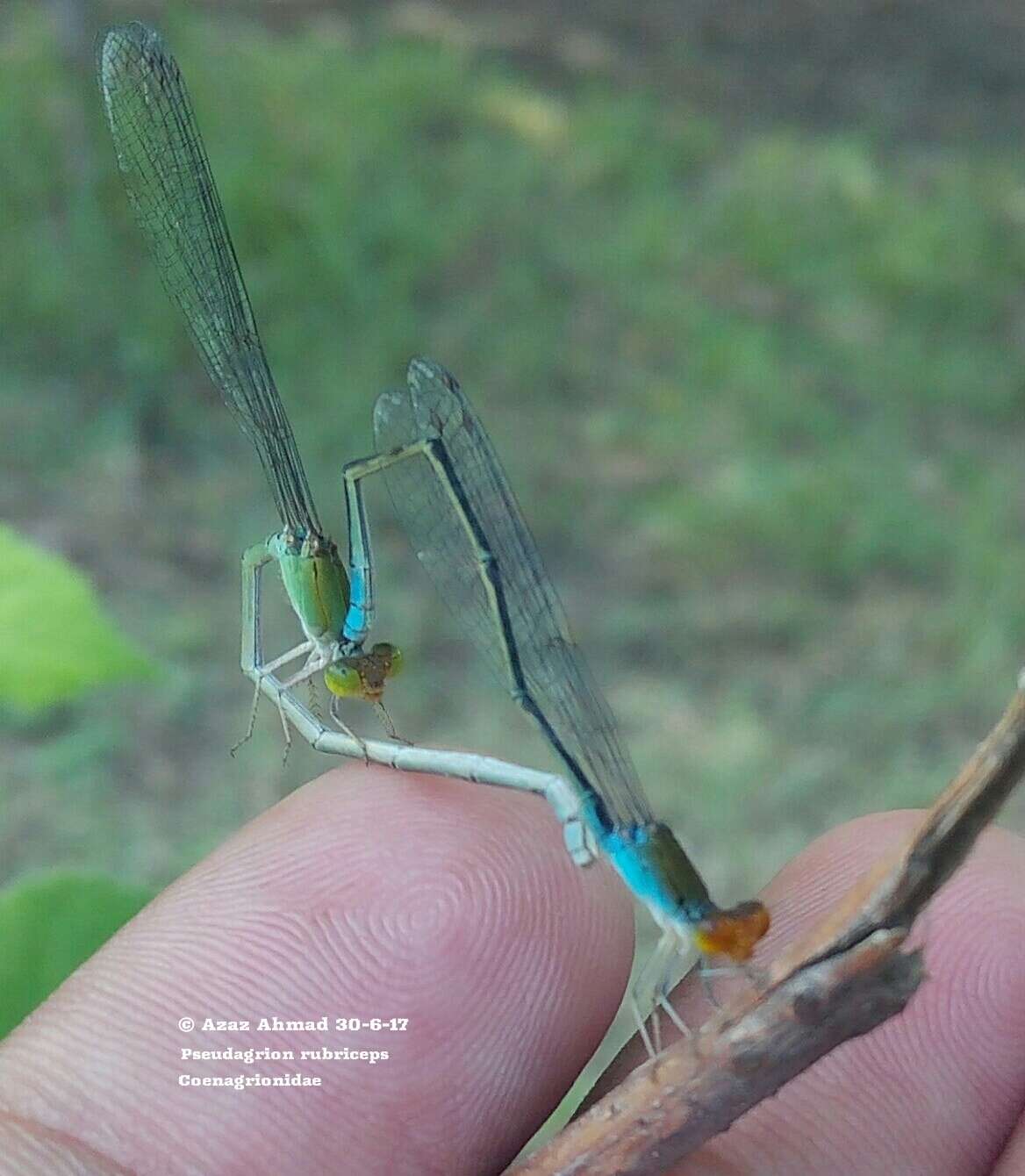 Image of Pseudagrion rubriceps Selys 1876