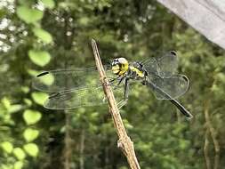 Image de Agrionoptera longitudinalis Selys 1878