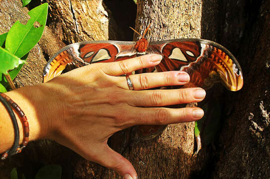 Image of atlas moth