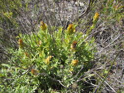 Image of Pteronia scabra Harv.