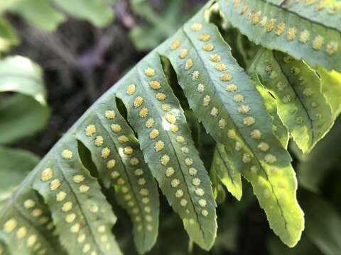 Polypodium calirhiza S. A. Whitmore & A. R. Smith的圖片