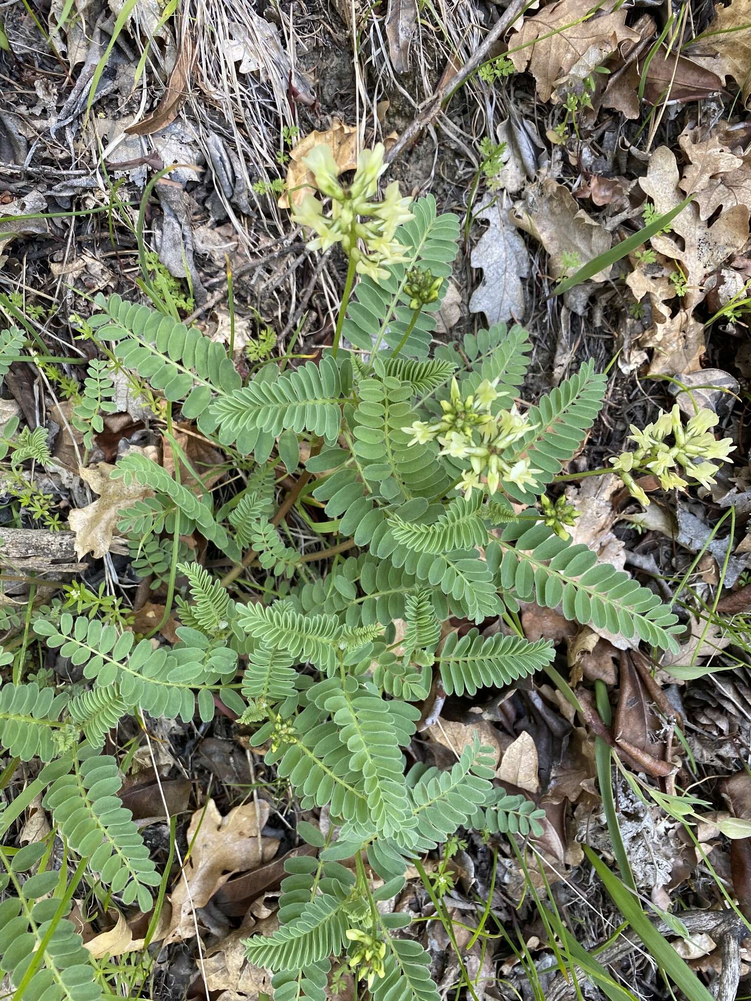 Plancia ëd Astragalus accidens S. Wats.