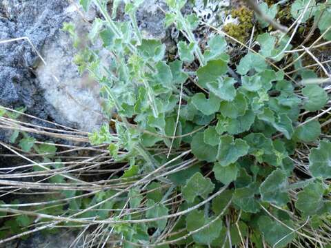 Image of Campanula arvatica Lag.