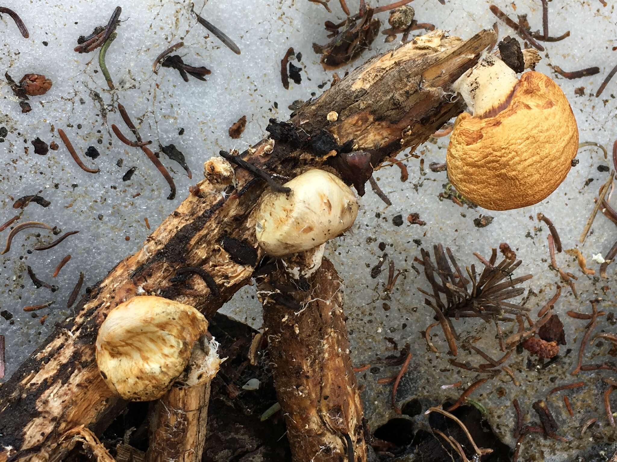 Image of Pholiota nubigena (Harkn.) Redhead 2014