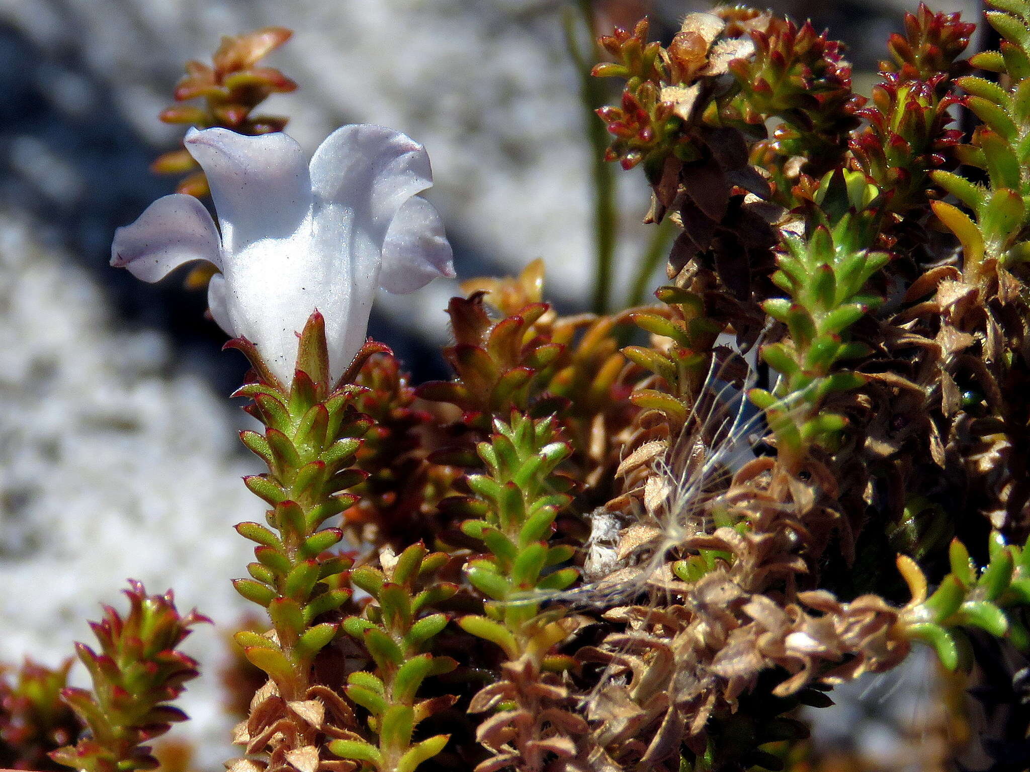 Image of Roella recurvata A. DC.