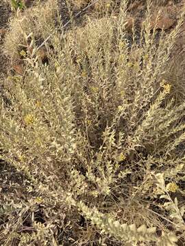 Image of Helichrysum uninervium Burtt Davy