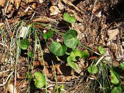 Image of Pyrola renifolia Maxim.