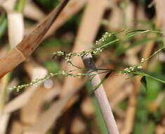 Image of Snake-root