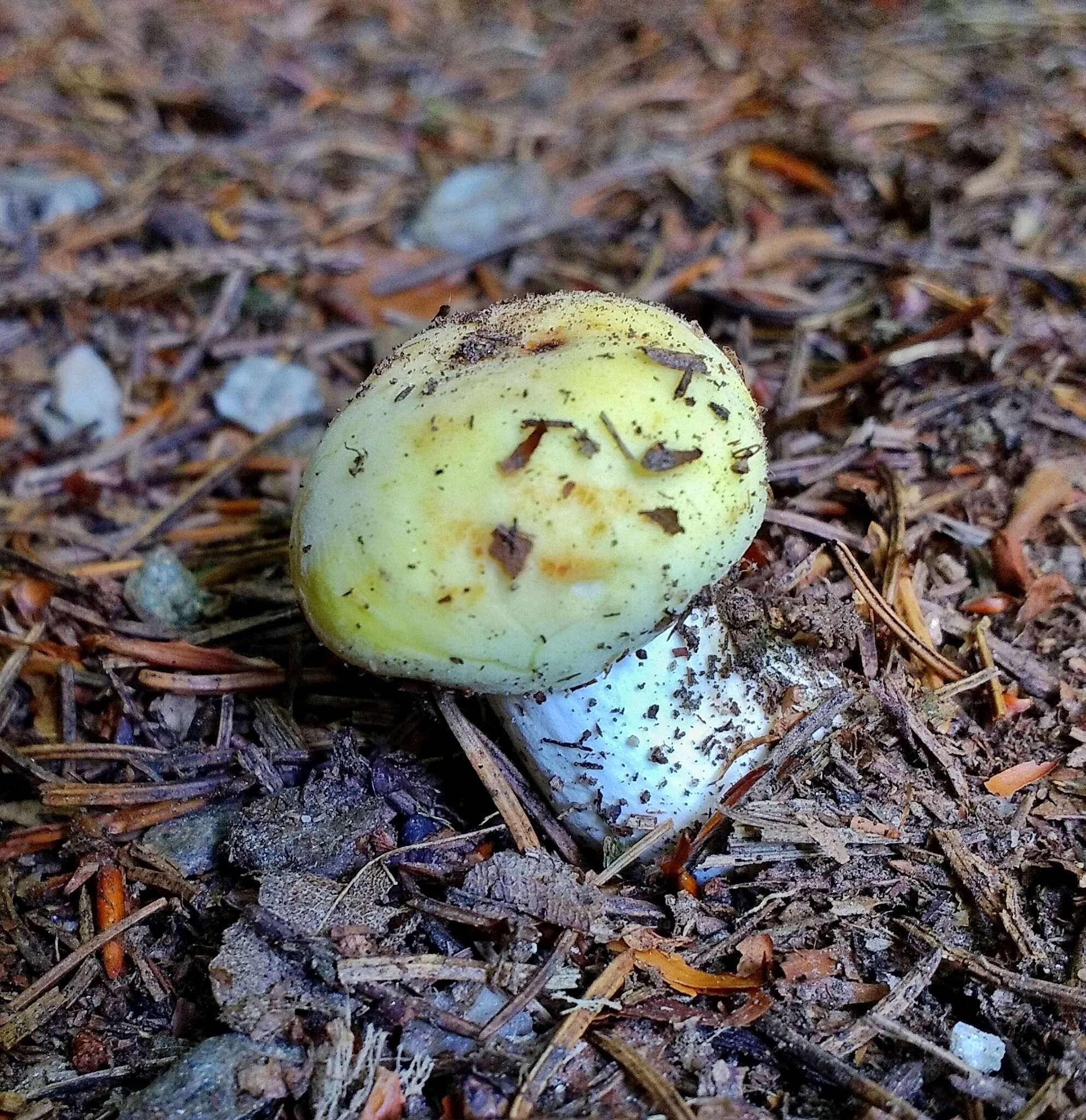 صورة Russula violeipes Quél. 1898