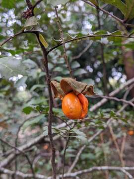 Imagem de Cupaniopsis shirleyana (Bailey) Radlk.