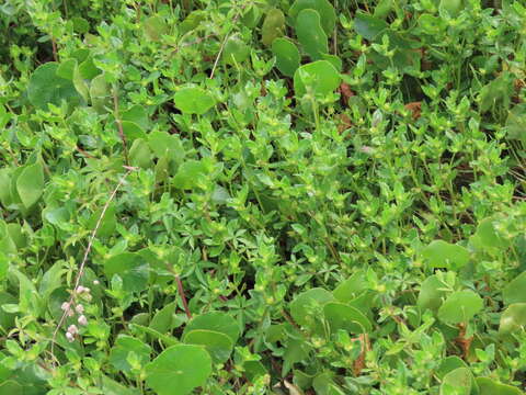 Image of Small-Ray Swampwort