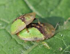 Imagem de Cassida (Cassida) vibex Linnaeus 1767