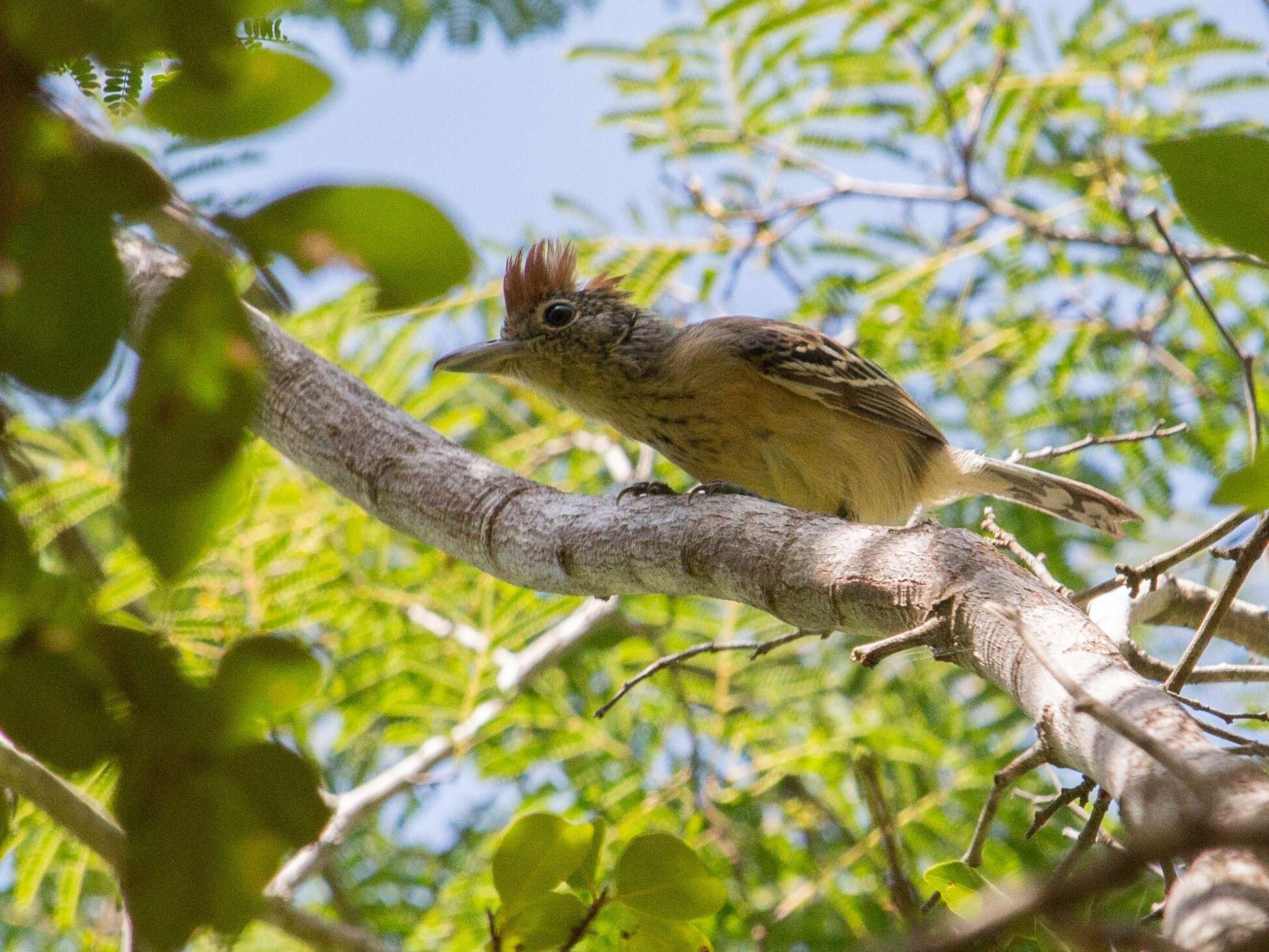 Image of Black-crested Antshrike