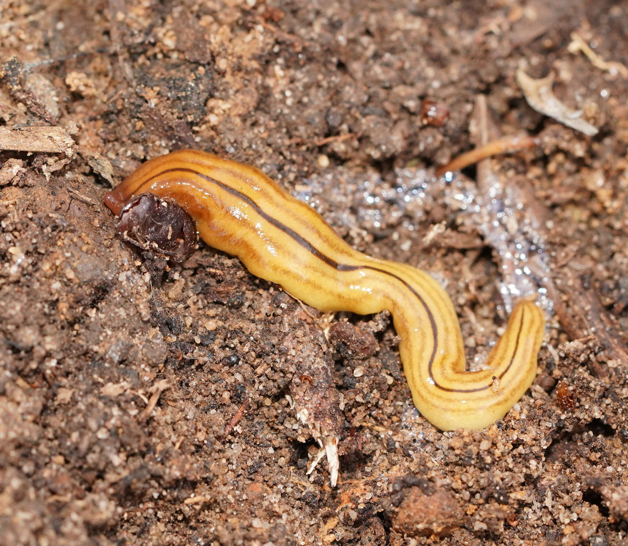 Image of Fletchamia quinquelineata (Fletcher & Hamilton 1888)