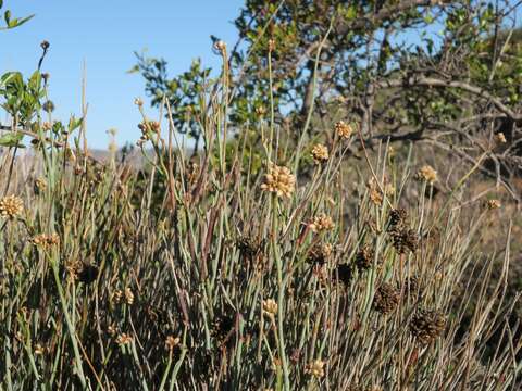 Image of Hermbstaedtia glauca (Wendl.) Rchb. ex Steud.