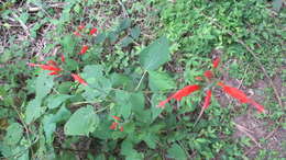 Image of Salvia alborosea Epling & Játiva