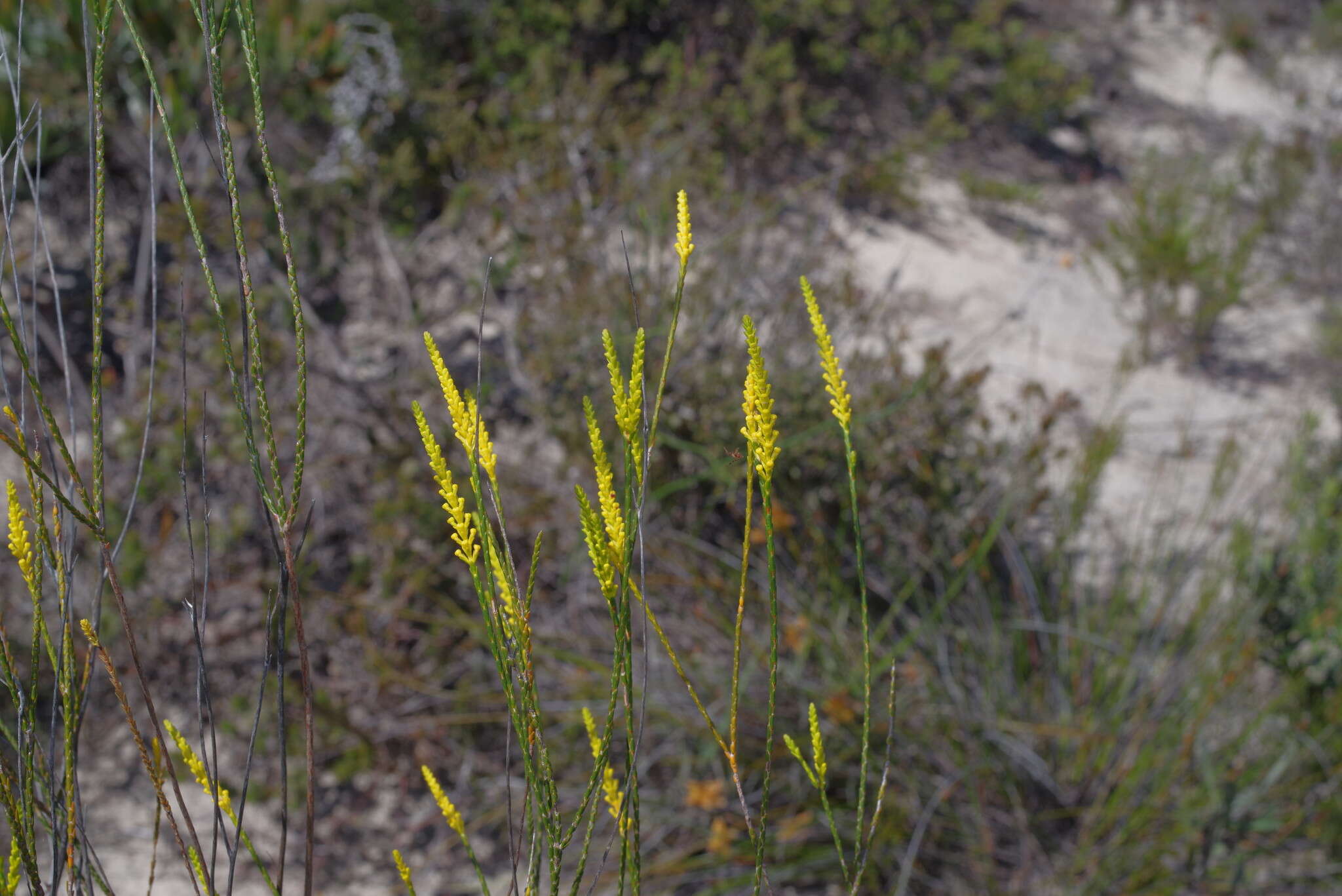 Image of Corynanthera flava J. W. Green