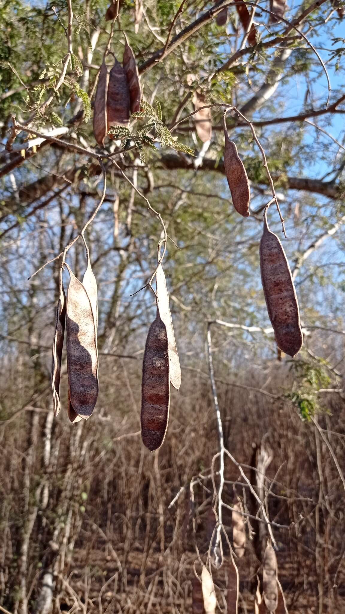 Sivun Havardia sonorae (S. Watson) Britton & Rose kuva