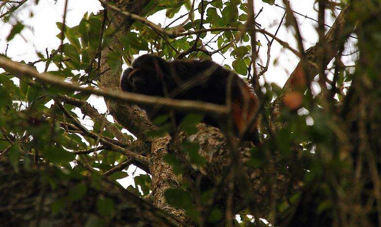 Image of golden-rumped lion tamarin