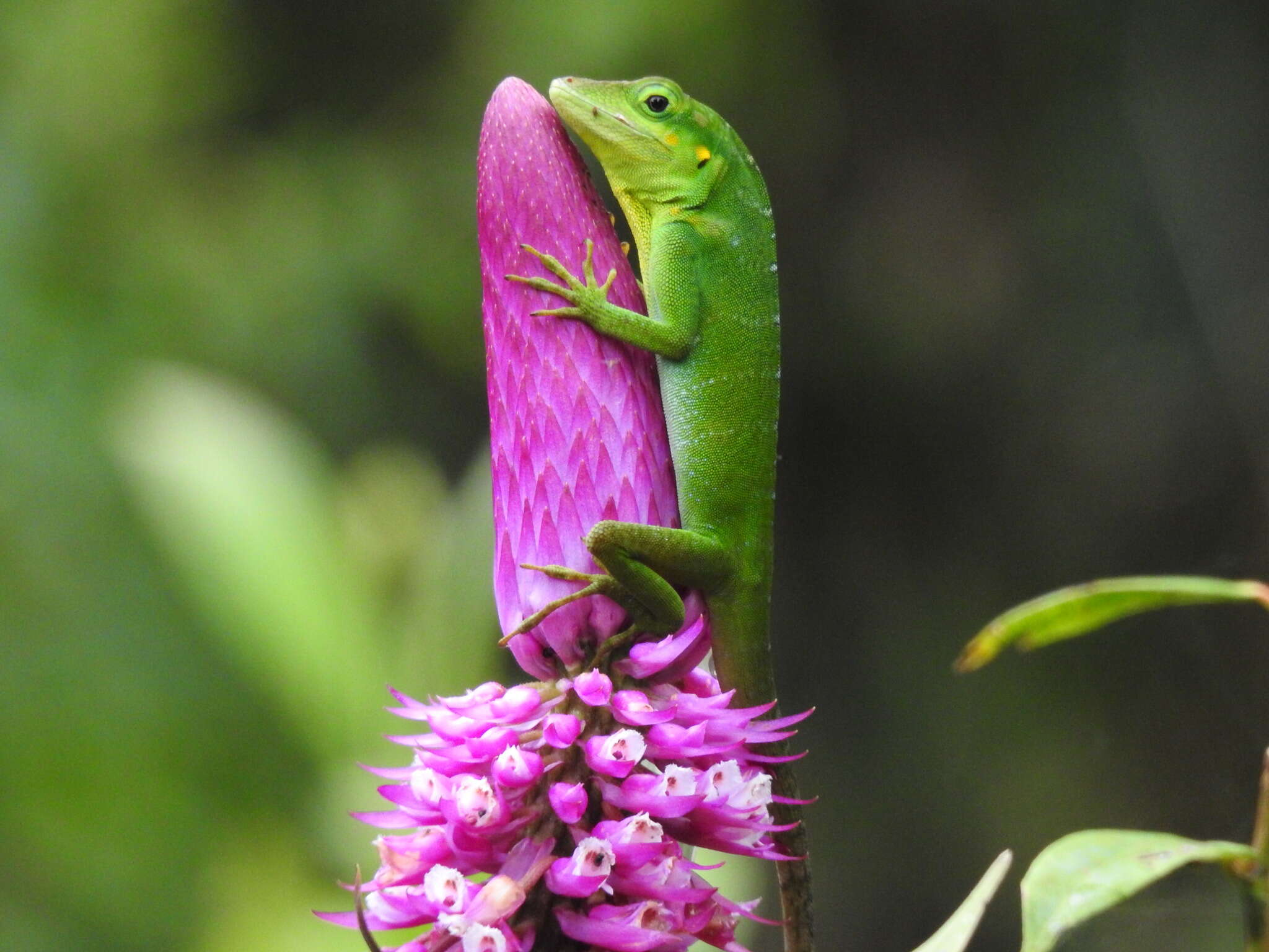 Слика од Anolis danieli Williams 1988