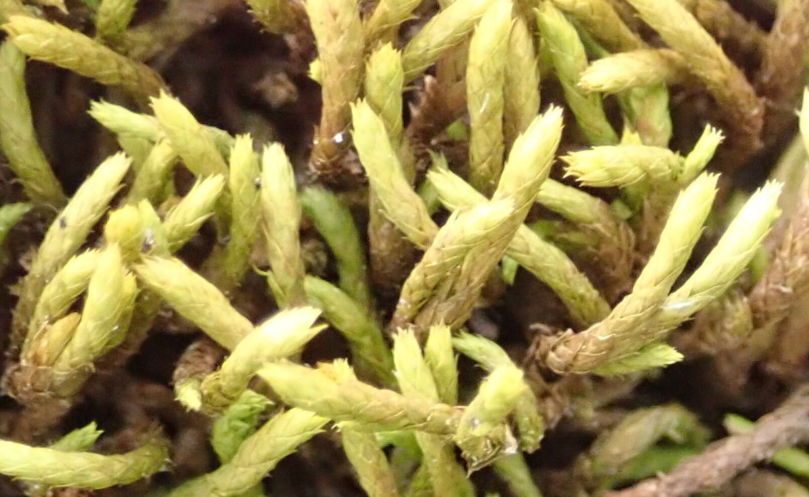 Image of braunia moss