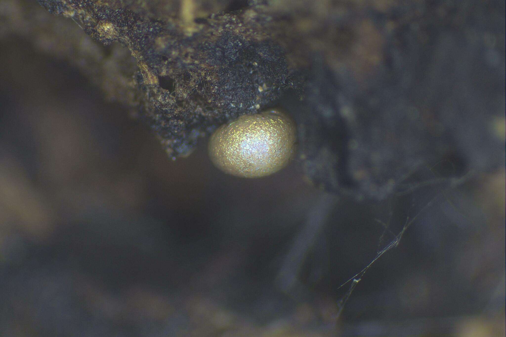 Image of Calomyxa metallica