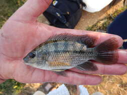 Image of Redeye tilapia