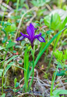 Image of Iris uniflora Pall. ex Link