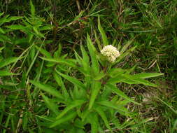 Image of Eupatorium formosanum Hayata