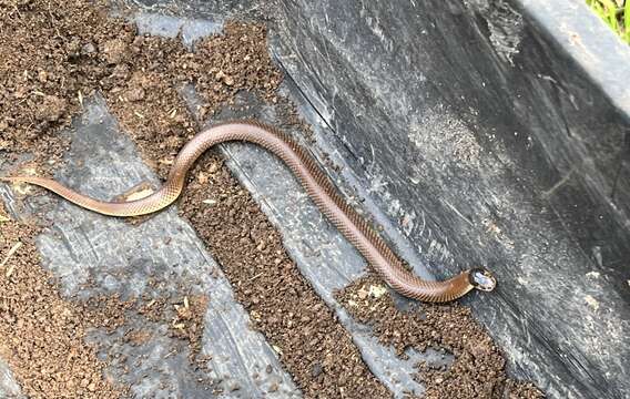 Image of Little Whip Snake