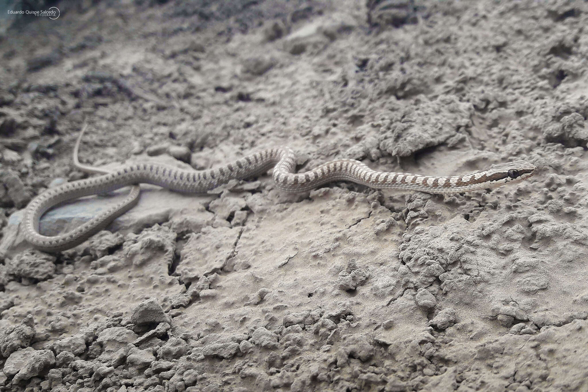 Pseudalsophis elegans (Tschudi 1845) resmi