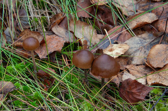 Imagem de Psilocybe fuscofulva Peck 1887