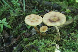 Image of Armillaria cepistipes Velen. 1920