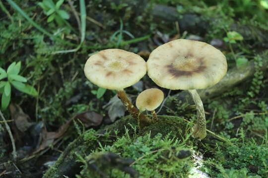 Imagem de Armillaria cepistipes Velen. 1920